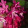 Fotografia 3 da espécie Ribes sanguineum do Jardim Botânico UTAD