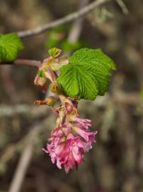 Fotografia da espécie Ribes sanguineum