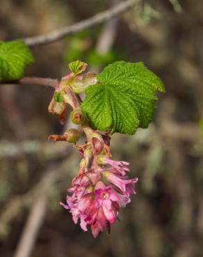 Fotografia 4 da espécie Ribes sanguineum no Jardim Botânico UTAD