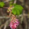 Fotografia 4 da espécie Ribes sanguineum do Jardim Botânico UTAD