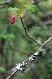 Fotografia da espécie Ribes sanguineum