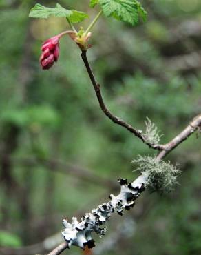 Fotografia 5 da espécie Ribes sanguineum no Jardim Botânico UTAD
