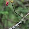Fotografia 5 da espécie Ribes sanguineum do Jardim Botânico UTAD