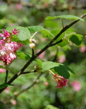 Fotografia 6 da espécie Ribes sanguineum no Jardim Botânico UTAD