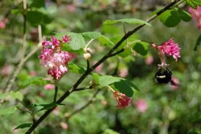 Fotografia da espécie Ribes sanguineum