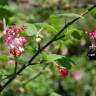 Fotografia 6 da espécie Ribes sanguineum do Jardim Botânico UTAD