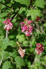 Fotografia da espécie Ribes sanguineum