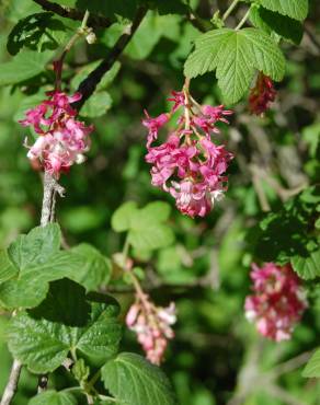Fotografia 7 da espécie Ribes sanguineum no Jardim Botânico UTAD