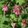 Fotografia 7 da espécie Ribes sanguineum do Jardim Botânico UTAD