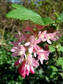 Fotografia da espécie Ribes sanguineum