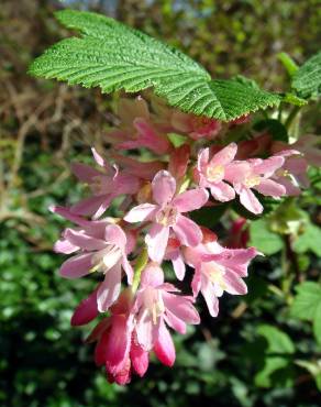 Fotografia 8 da espécie Ribes sanguineum no Jardim Botânico UTAD