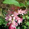 Fotografia 8 da espécie Ribes sanguineum do Jardim Botânico UTAD