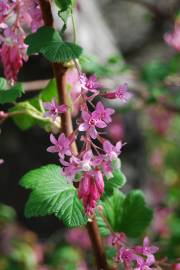 Fotografia da espécie Ribes sanguineum