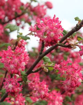 Fotografia 10 da espécie Ribes sanguineum no Jardim Botânico UTAD