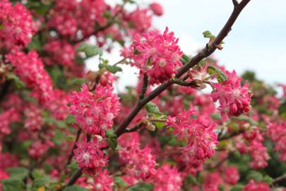 Fotografia da espécie Ribes sanguineum