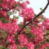 Fotografia 10 da espécie Ribes sanguineum do Jardim Botânico UTAD