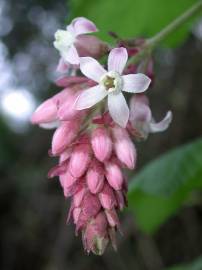 Fotografia da espécie Ribes sanguineum