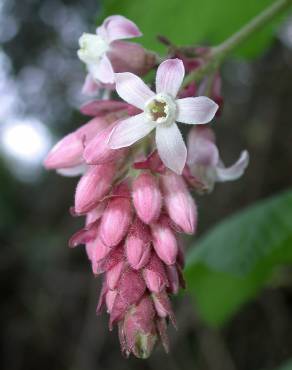 Fotografia 11 da espécie Ribes sanguineum no Jardim Botânico UTAD