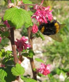 Fotografia da espécie Ribes sanguineum