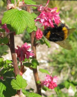 Fotografia 13 da espécie Ribes sanguineum no Jardim Botânico UTAD