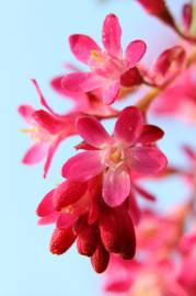 Fotografia da espécie Ribes sanguineum