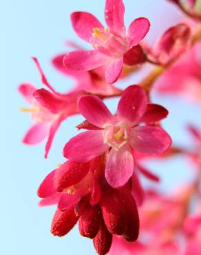 Fotografia 14 da espécie Ribes sanguineum no Jardim Botânico UTAD
