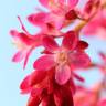 Fotografia 14 da espécie Ribes sanguineum do Jardim Botânico UTAD