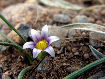 Fotografia da espécie Romulea columnae subesp. columnae