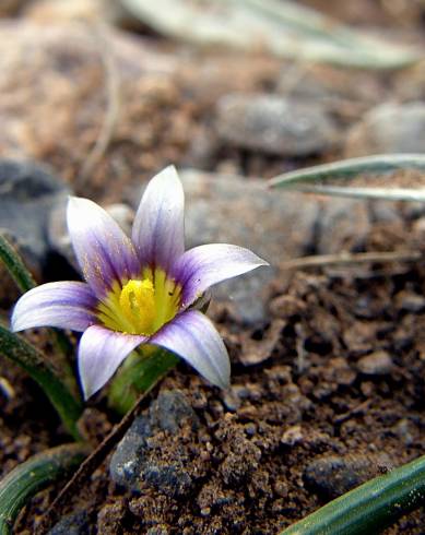 Fotografia de capa Romulea columnae subesp. columnae - do Jardim Botânico