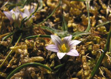 Fotografia da espécie Romulea columnae subesp. columnae