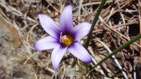 Fotografia da espécie Romulea columnae subesp. columnae