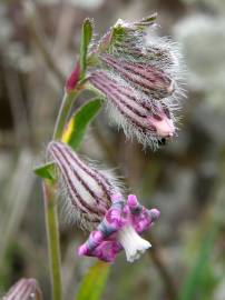 Fotografia da espécie Silene colorata