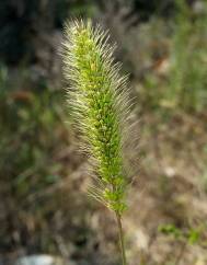 Setaria verticillata