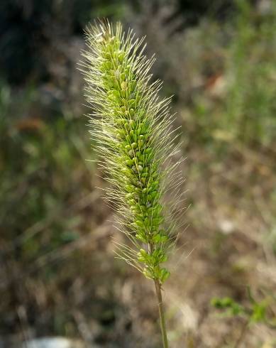 Fotografia de capa Setaria verticillata - do Jardim Botânico