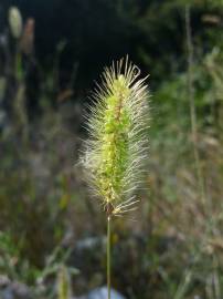 Fotografia da espécie Setaria verticillata