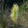 Fotografia 3 da espécie Setaria verticillata do Jardim Botânico UTAD