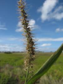 Fotografia da espécie Setaria verticillata