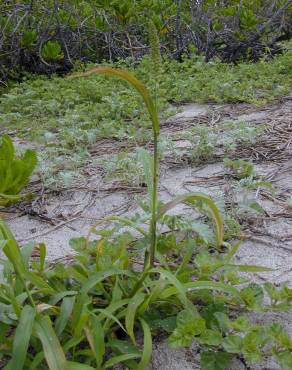 Fotografia 8 da espécie Setaria verticillata no Jardim Botânico UTAD