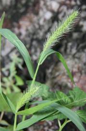 Fotografia da espécie Setaria verticillata