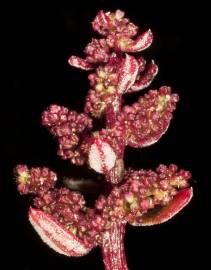 Fotografia da espécie Chenopodium glaucum