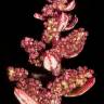 Fotografia 2 da espécie Chenopodium glaucum do Jardim Botânico UTAD
