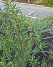 Fotografia da espécie Chenopodium glaucum