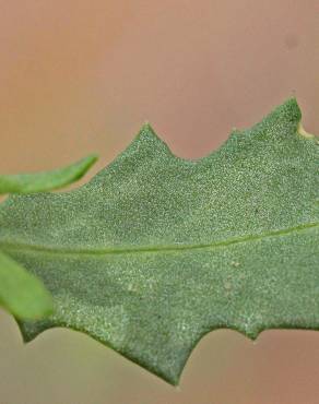 Fotografia 5 da espécie Chenopodium glaucum no Jardim Botânico UTAD