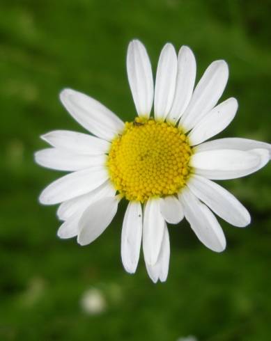 Fotografia de capa Chamaemelum nobile - do Jardim Botânico