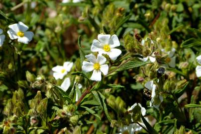 Fotografia da espécie Cistus monspeliensis