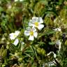 Fotografia 1 da espécie Cistus monspeliensis do Jardim Botânico UTAD