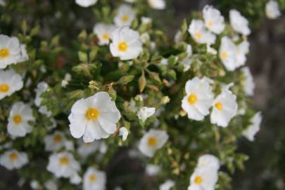 Fotografia da espécie Cistus monspeliensis