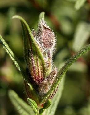 Fotografia 4 da espécie Cistus monspeliensis no Jardim Botânico UTAD