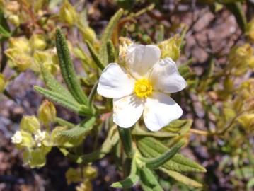 Fotografia da espécie Cistus monspeliensis