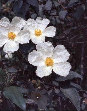 Fotografia 6 da espécie Cistus monspeliensis no Jardim Botânico UTAD